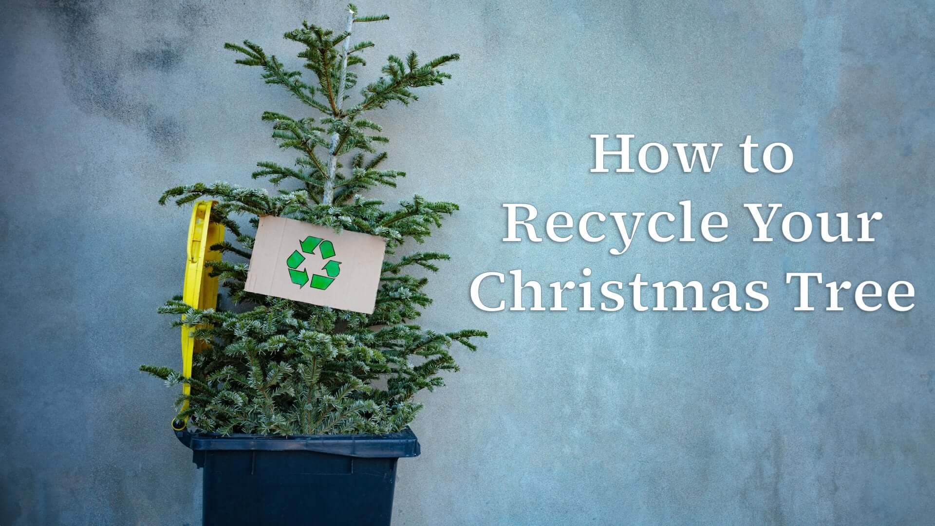 6 Eco Friendly Ways To Recycle Your Christmas Tree