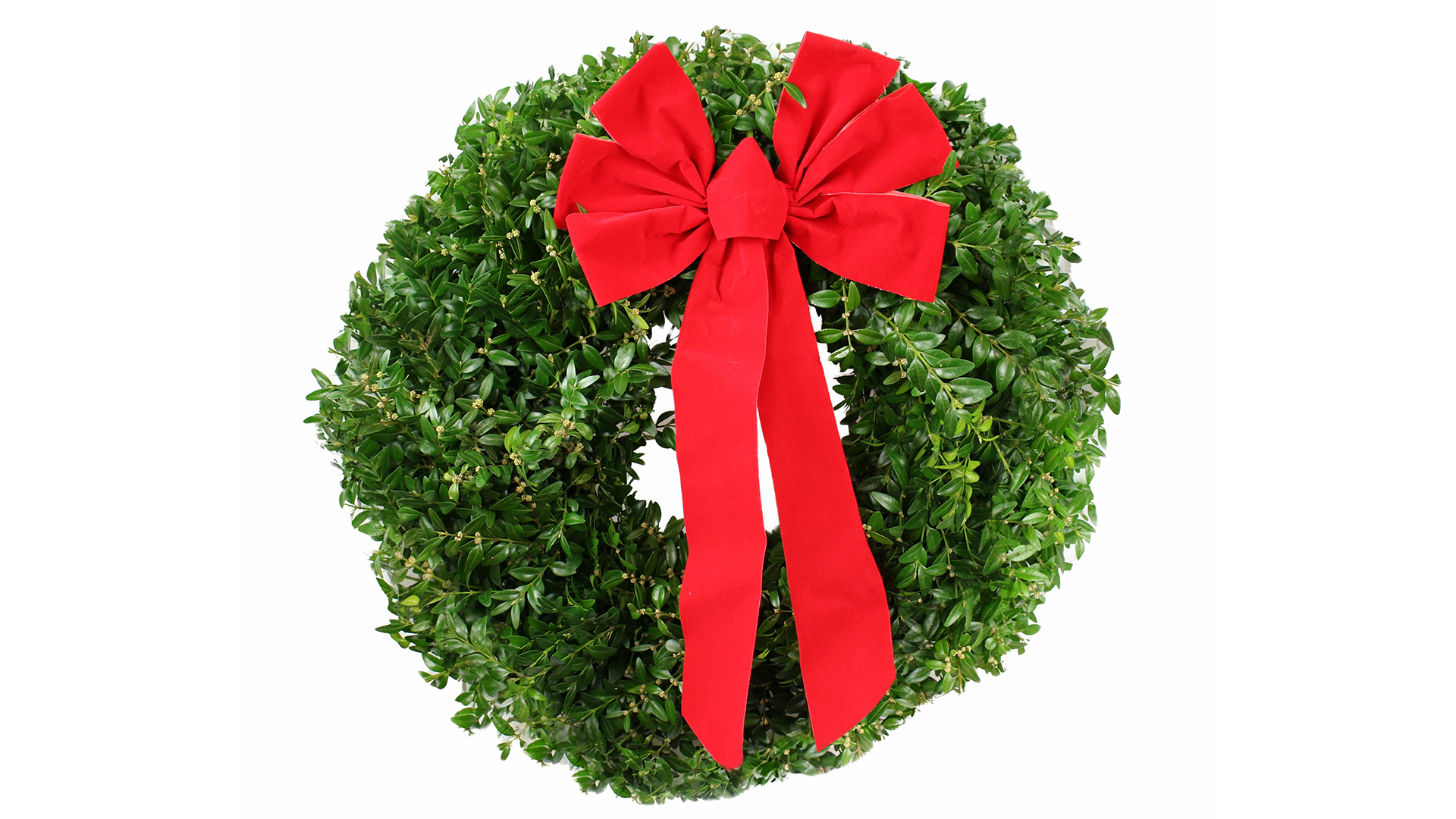 22 inch Boxwood Wholesale Christmas Wreath with Bow