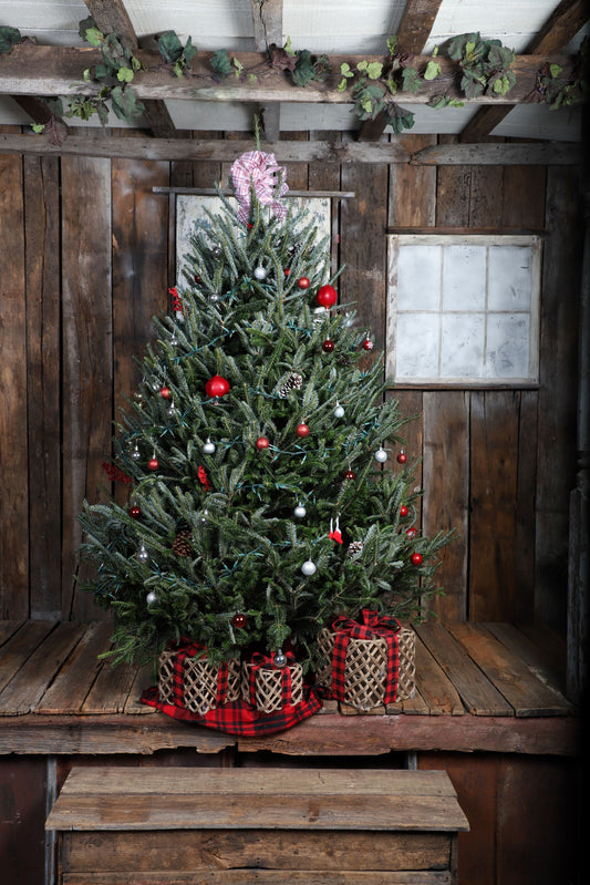 6 - 7 Ft Real Christmas Tree Delivery - Fraser Fir | Wishon Evergreens