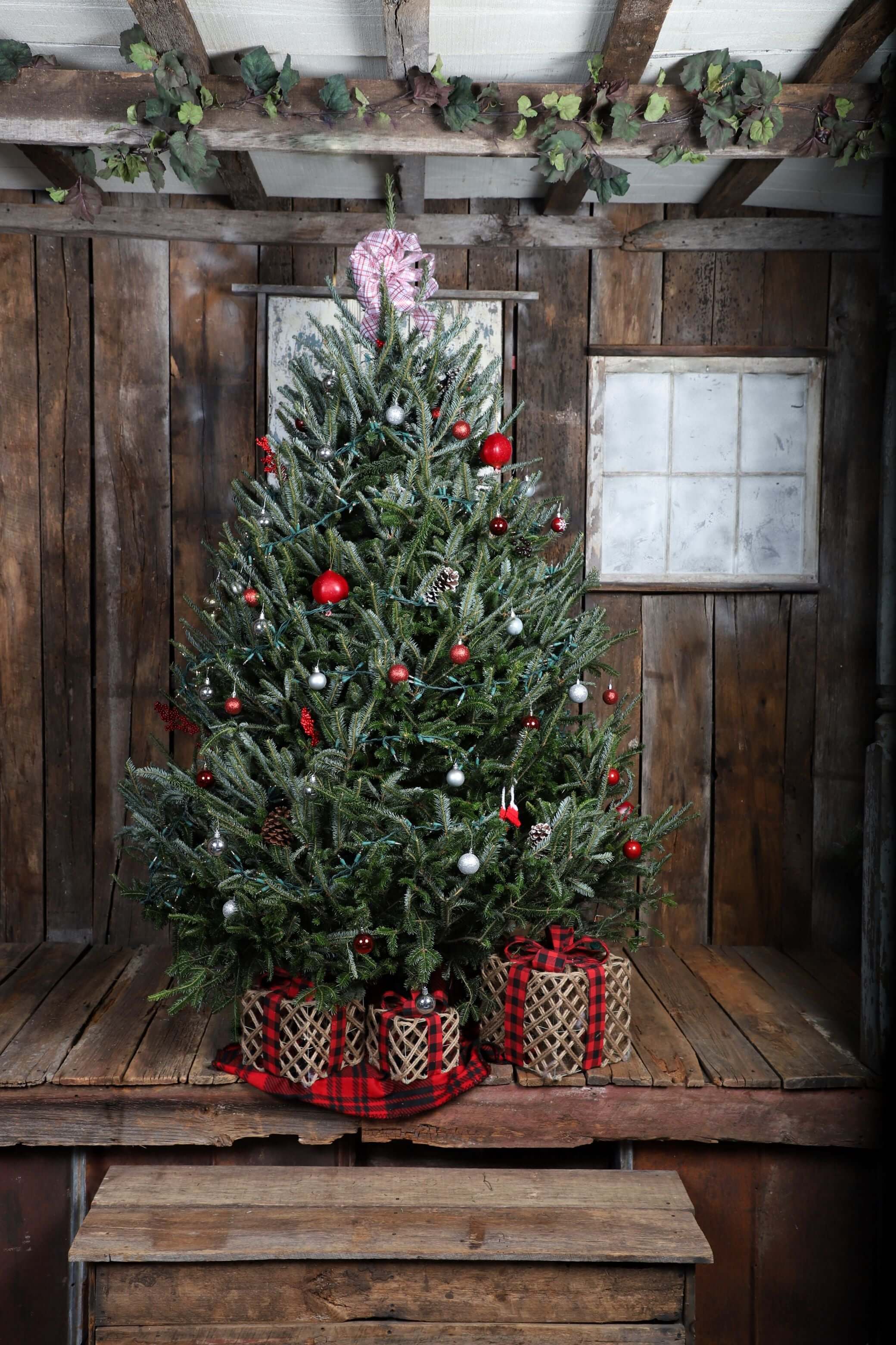 Real Christmas Tree Delivery - Fraser Fir | Wishon Evergreens