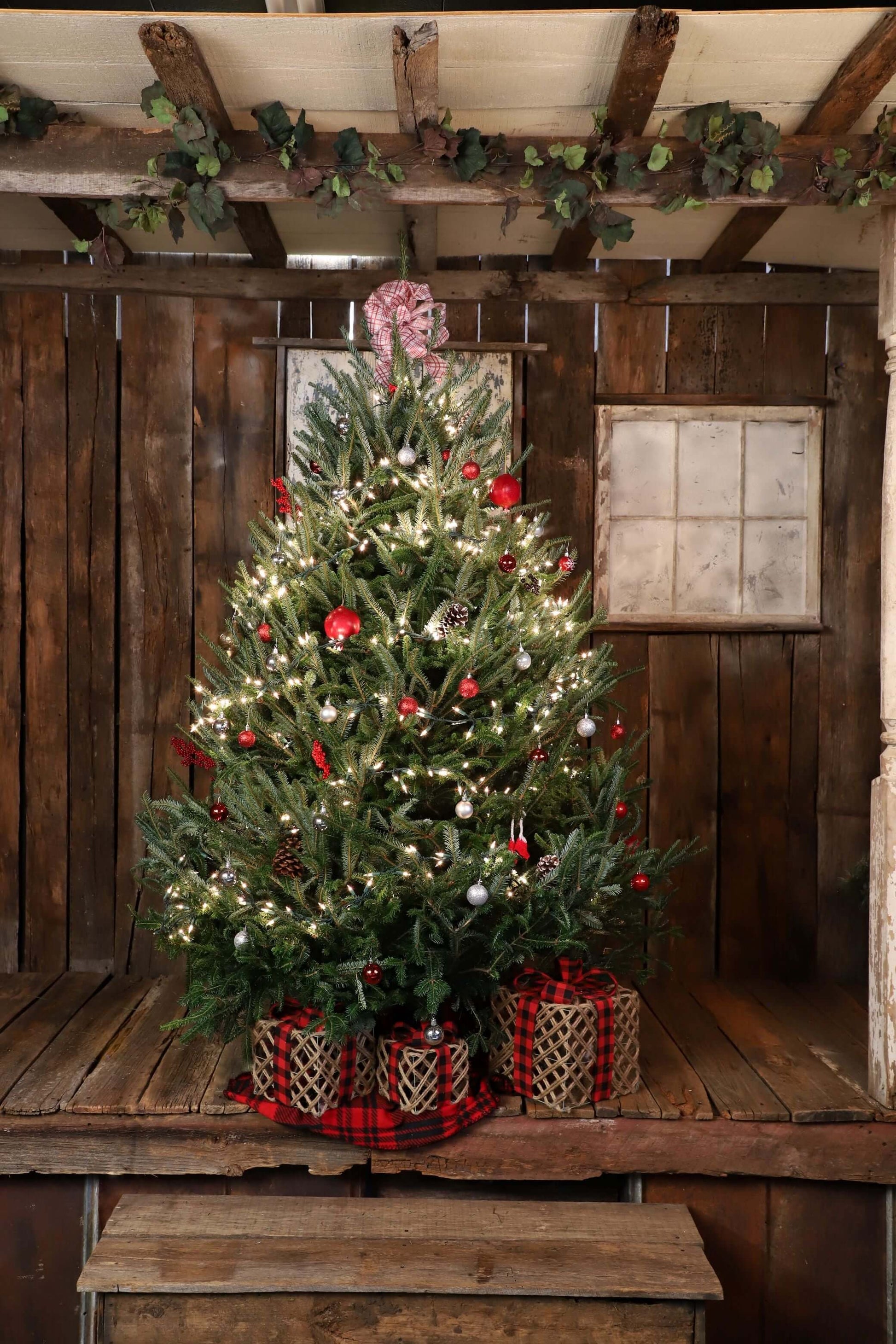 6to7lightedcopy.jpg Wishon Evergreens