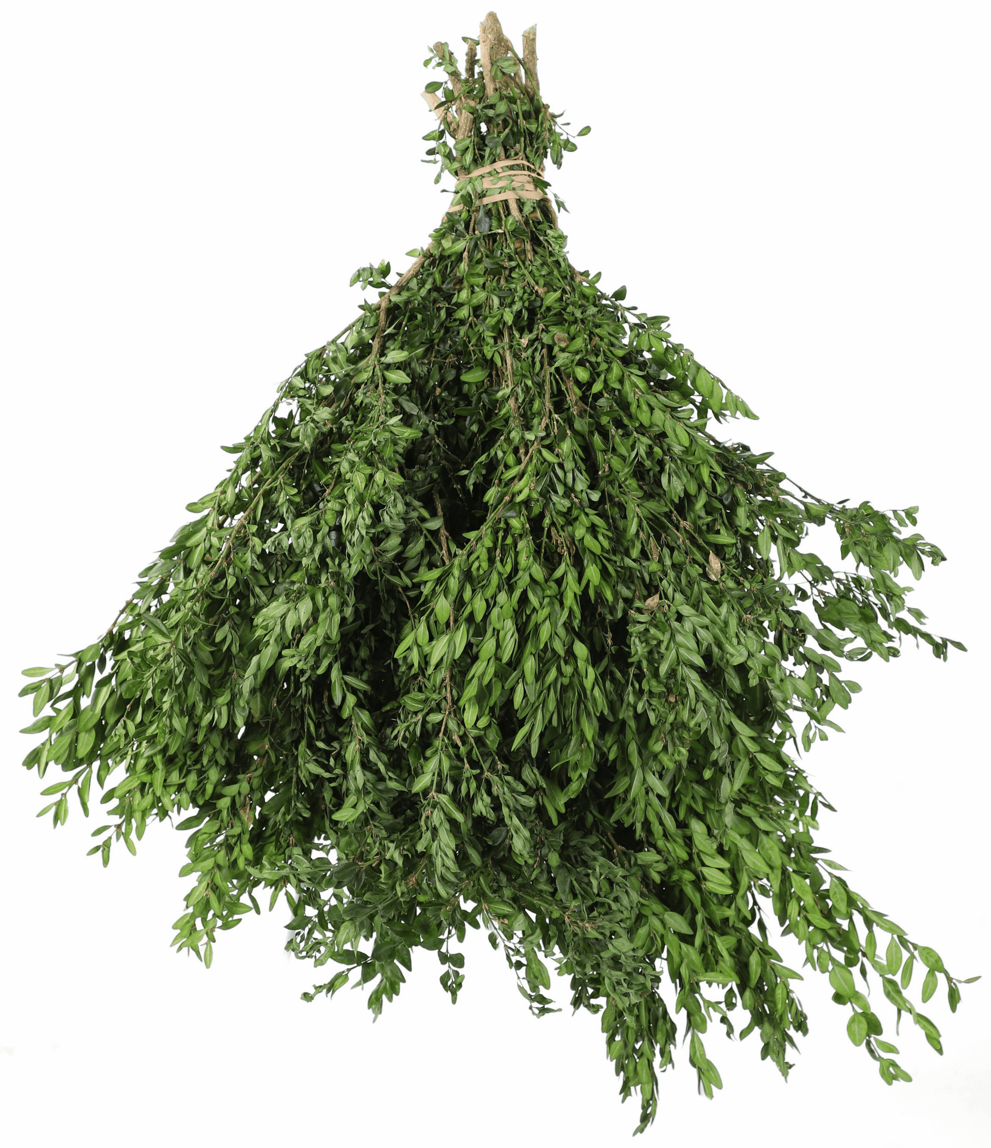 BoxwoodBunch_b4dcdb19-84f3-4e64-954e-c512145196ac.png Wishon Evergreens