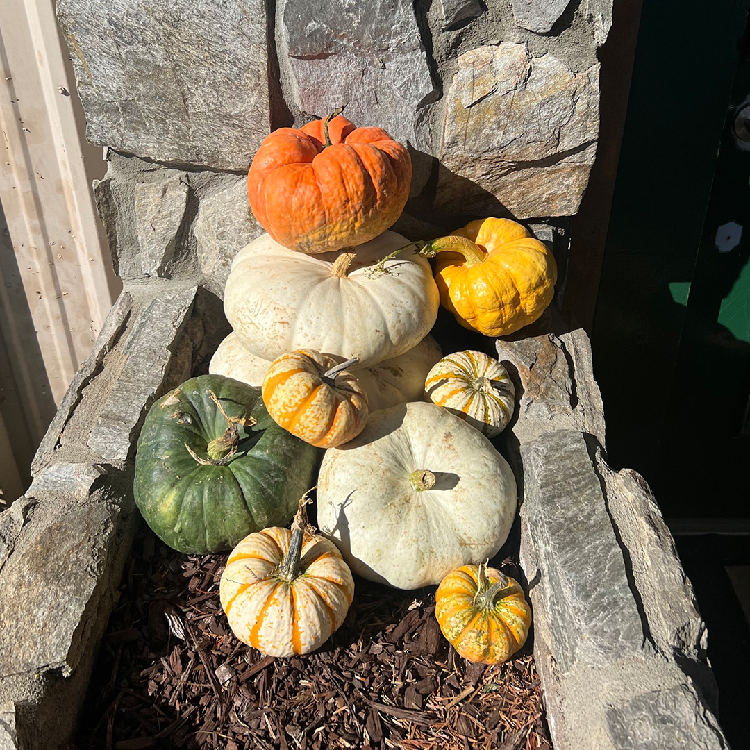 Gourd_Stack_11.png Wishon Evergreens
