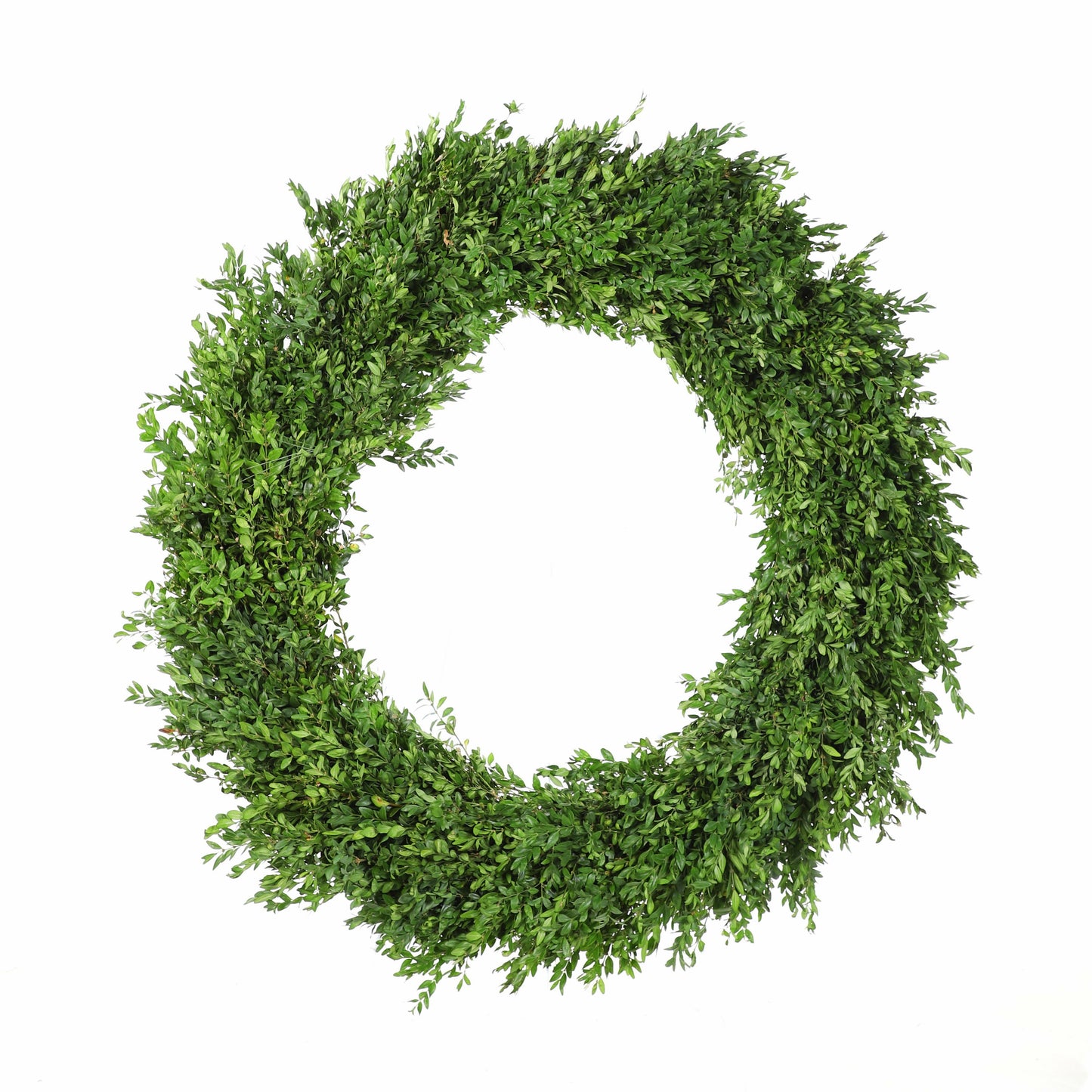 LargepremiumBoxwood.jpg Wishon Evergreens
