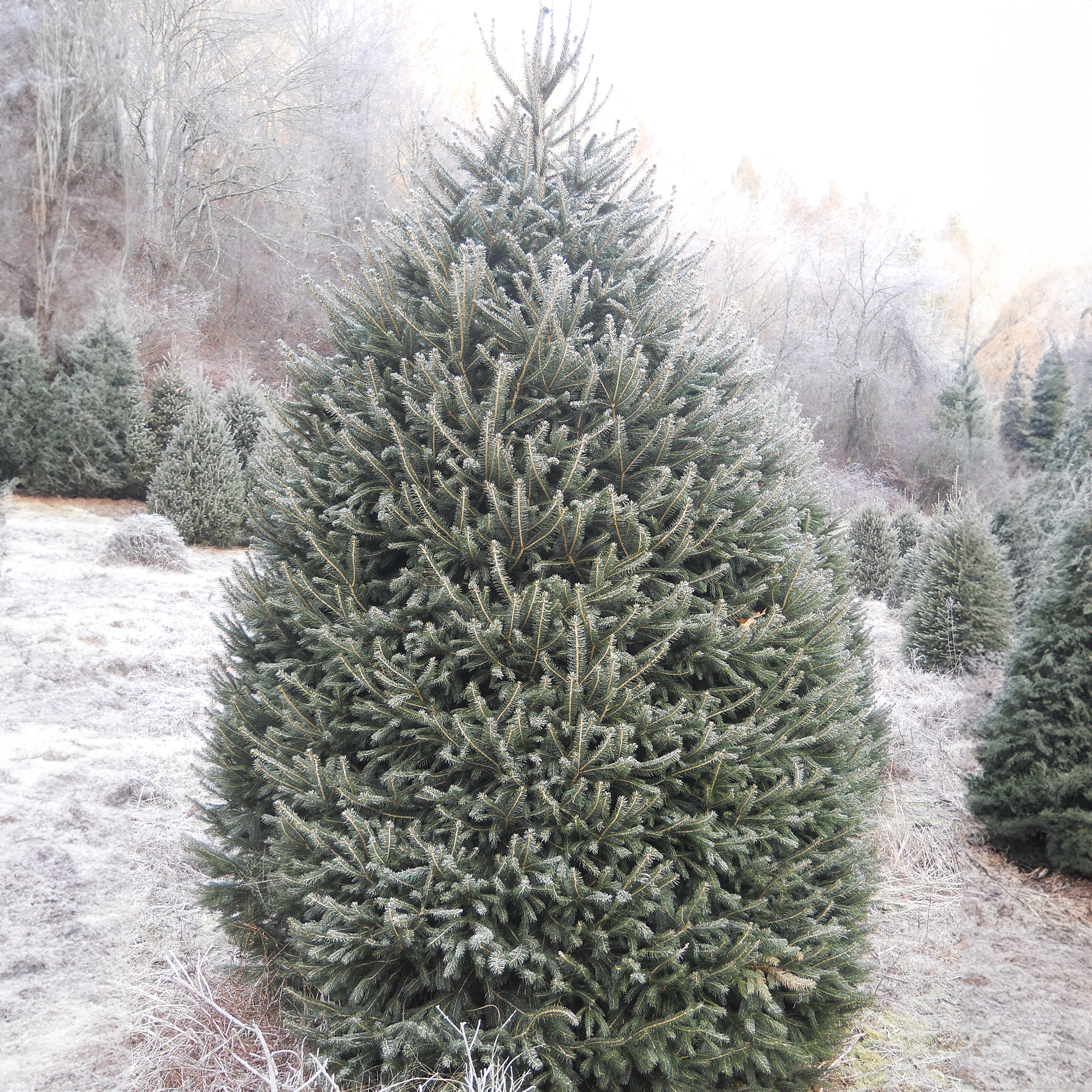 Wholesale Norway Spruce Christmas Tree