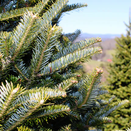 TreeCloseup11_430x_a18f7549-fa62-4363-ab28-1fb1fe7d7a4a.webp Wishon Evergreens