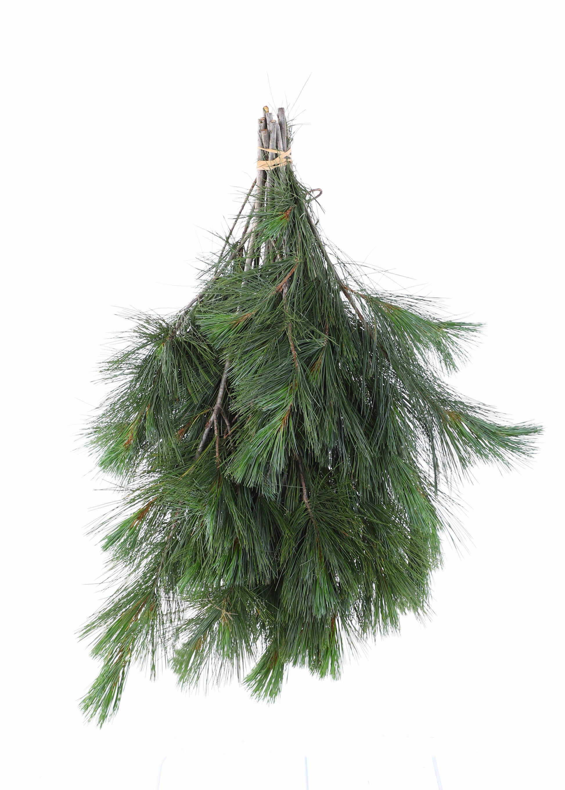 WhitePinebunch_3345b69a-8fee-44d4-bff5-7e82cdf80050.jpg Wishon Evergreens