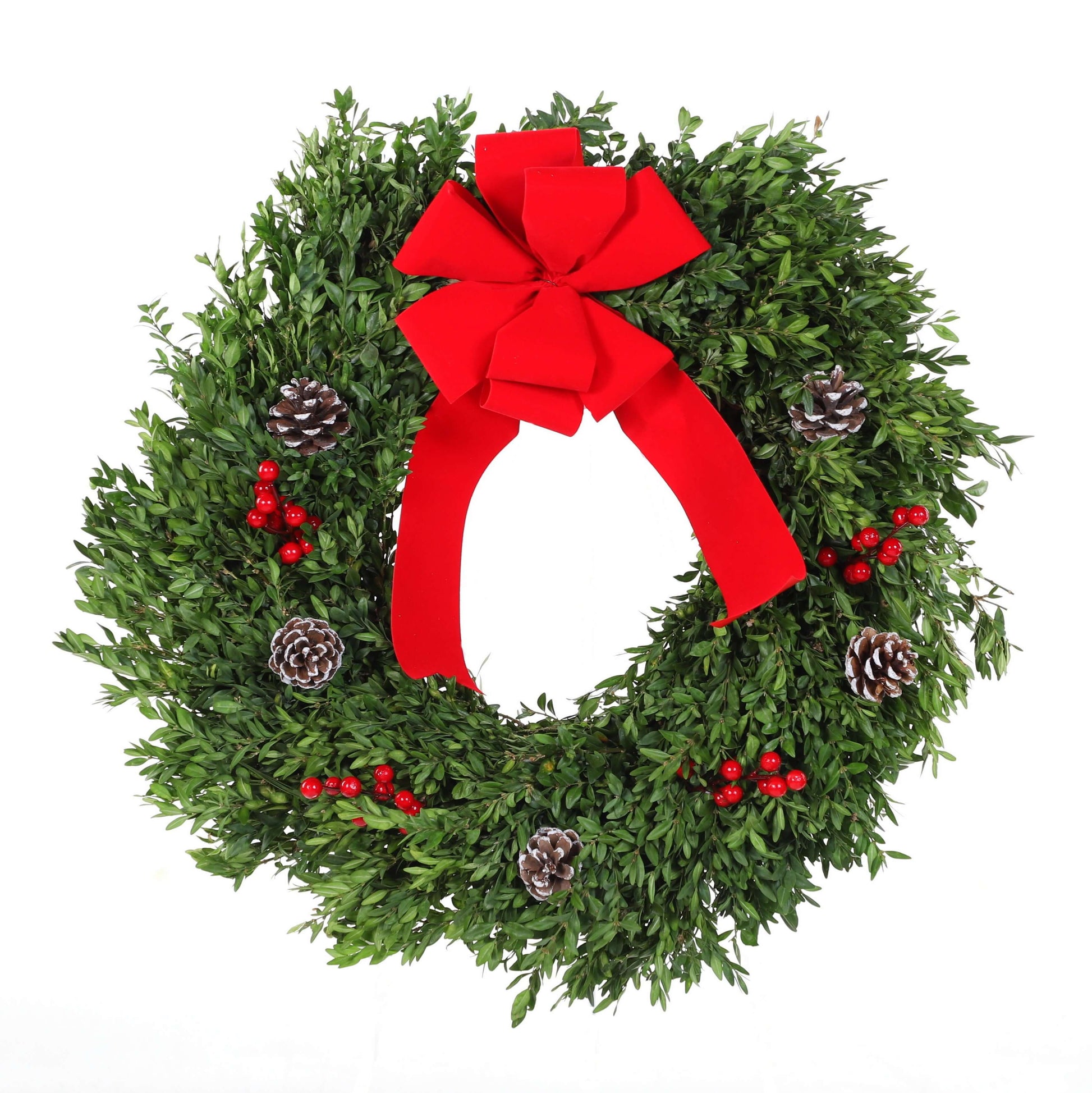 boxwood_Traditional.jpg Wishon Evergreens