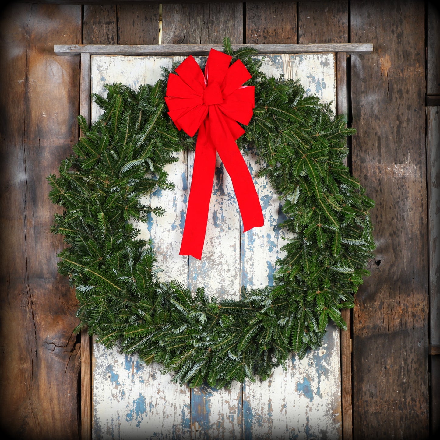 fraserfir_redbow.jpg Wishon Evergreens