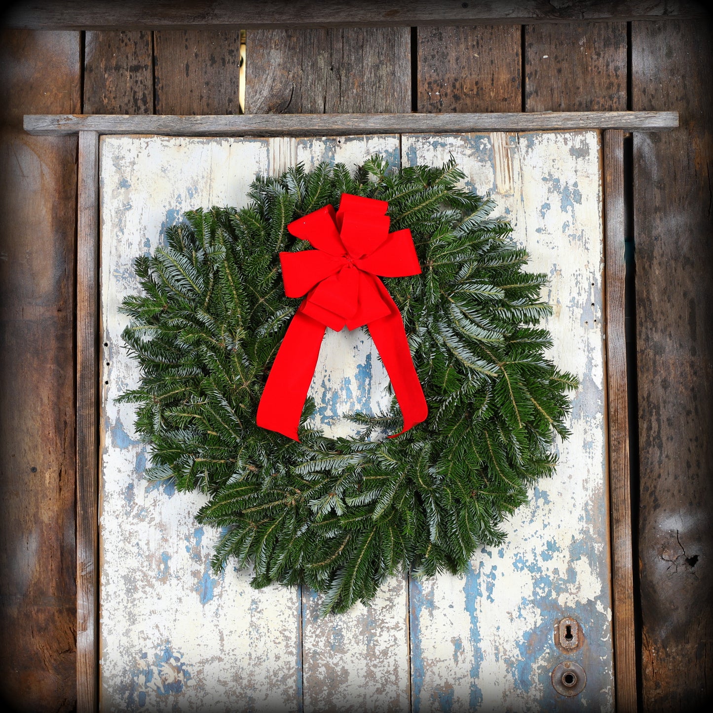 FraserFirwithredbow.jpg Wishon Evergreens