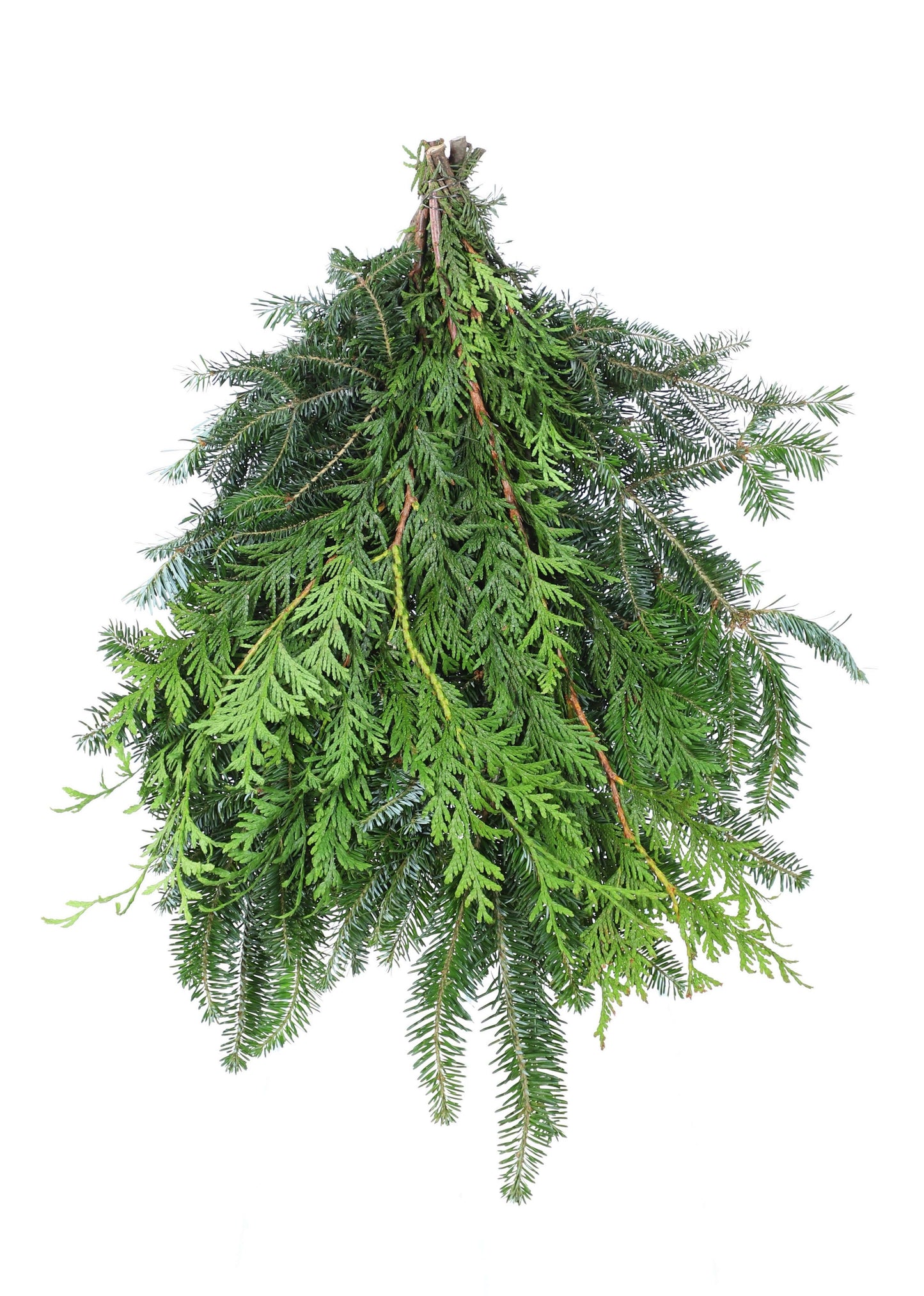 Fraser_CedarMixedBunch.jpg Wishon Evergreens