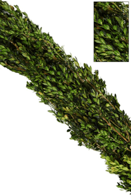 boxwood_garland_26d63a64-1005-42b1-be66-3a8578ec6761.png Wishon Evergreens