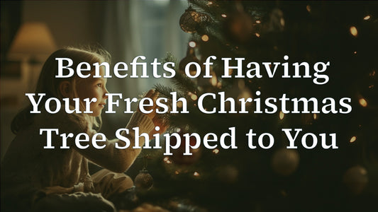 Christmas Tree Delivery: Benefits of Having Your Fresh Christmas Tree Shipped to You