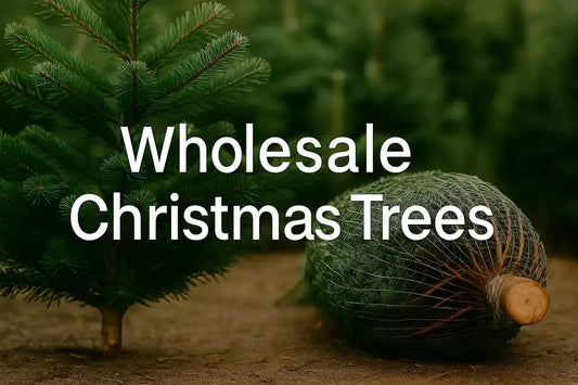 Bulk Order Fresh Christmas Trees A Retailer’s Guide