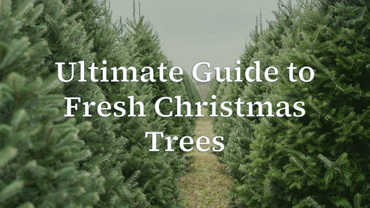 Ultimate Guide to Fresh Christmas Trees