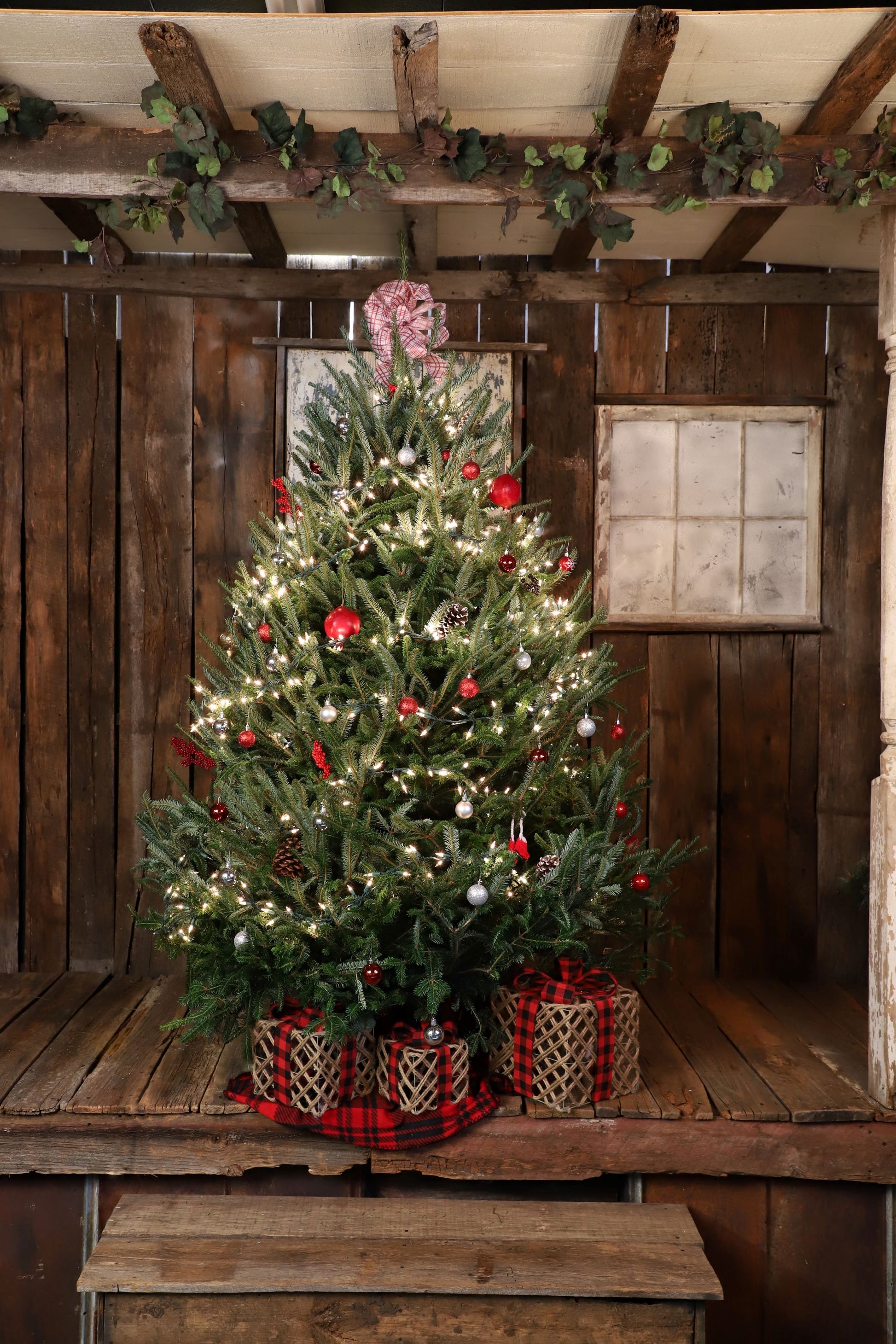 Fraser Fir Christmas Trees - Wholesale Fraser Firs