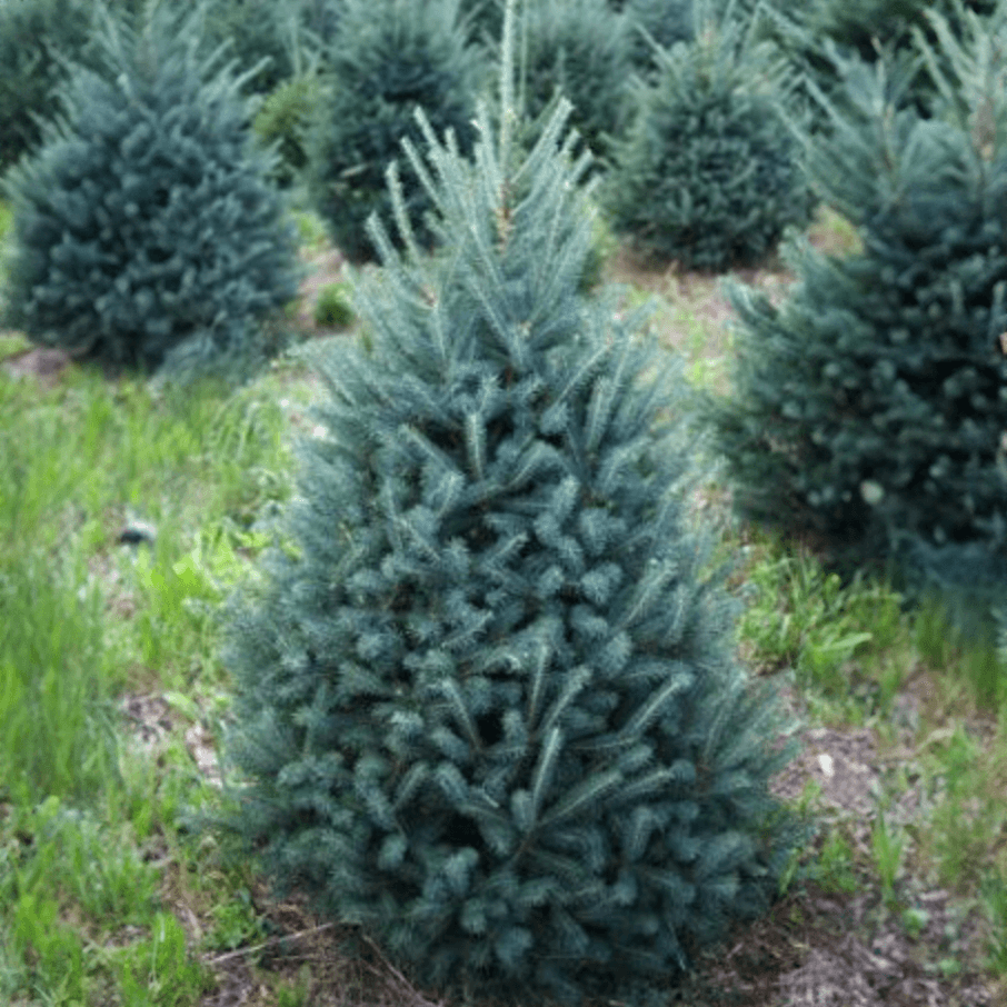 BB_Canaan_Fir_11.png Wishon Evergreens