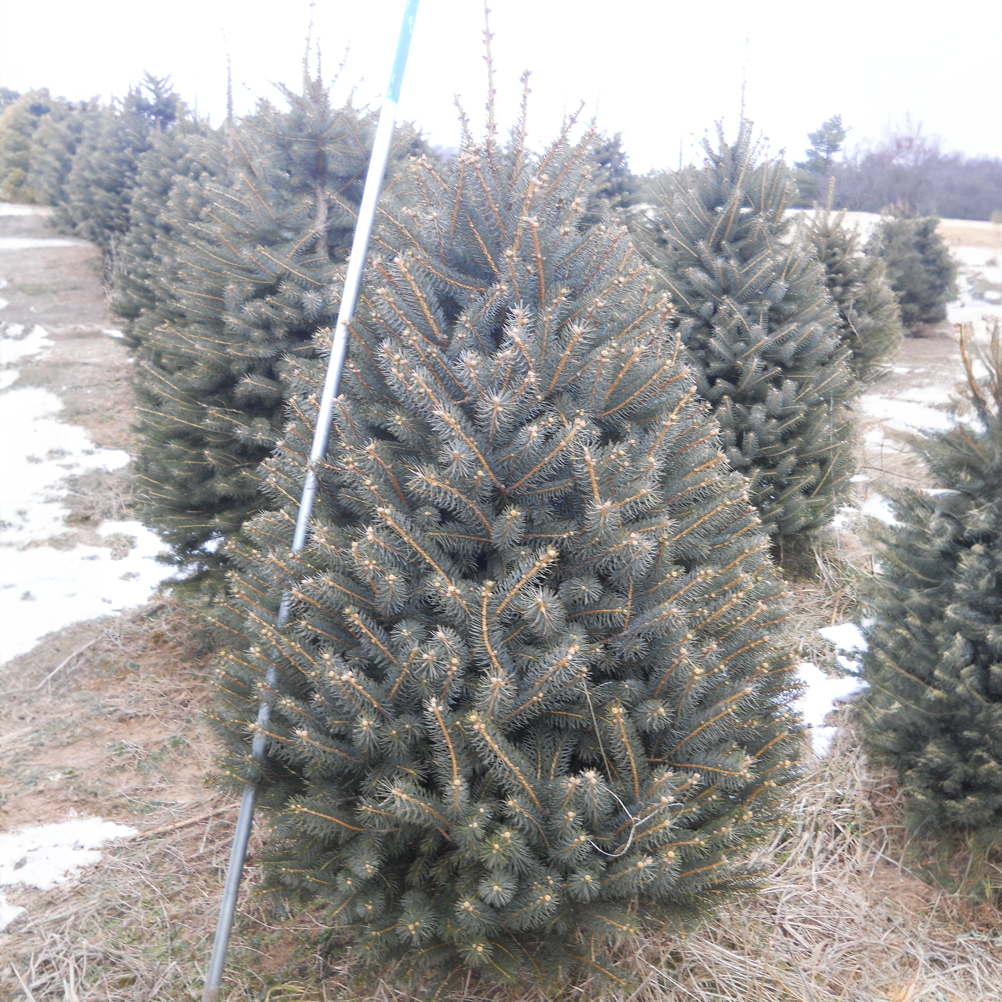 Wholesale B&B Colorado Blue Spruce