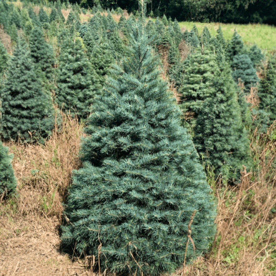 BB_Concolor_Fir_11.png Wishon Evergreens