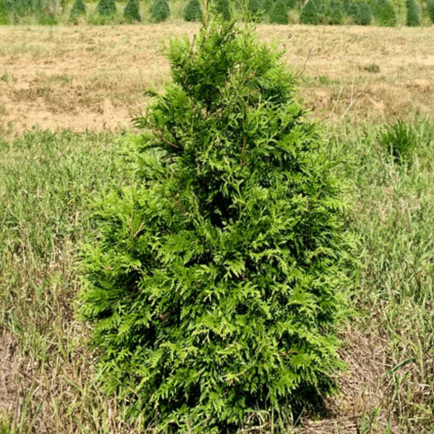 BB_Green_Giant_Arborvitae_11.png Wishon Evergreens