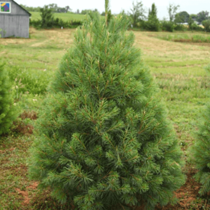 BB_White_Pine_11.png Wishon Evergreens