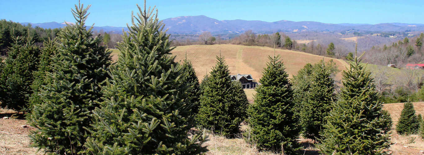 BG-Trees.jpg Wishon Evergreens