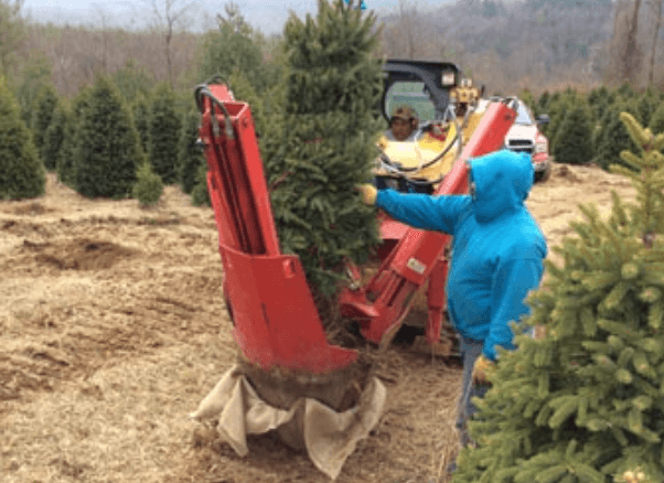 B_and_B_Process_1.png Wishon Evergreens