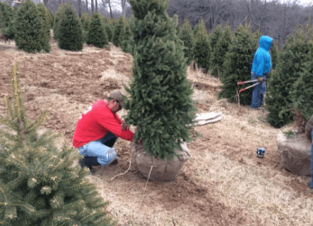 B_and_B_Process_2.png Wishon Evergreens