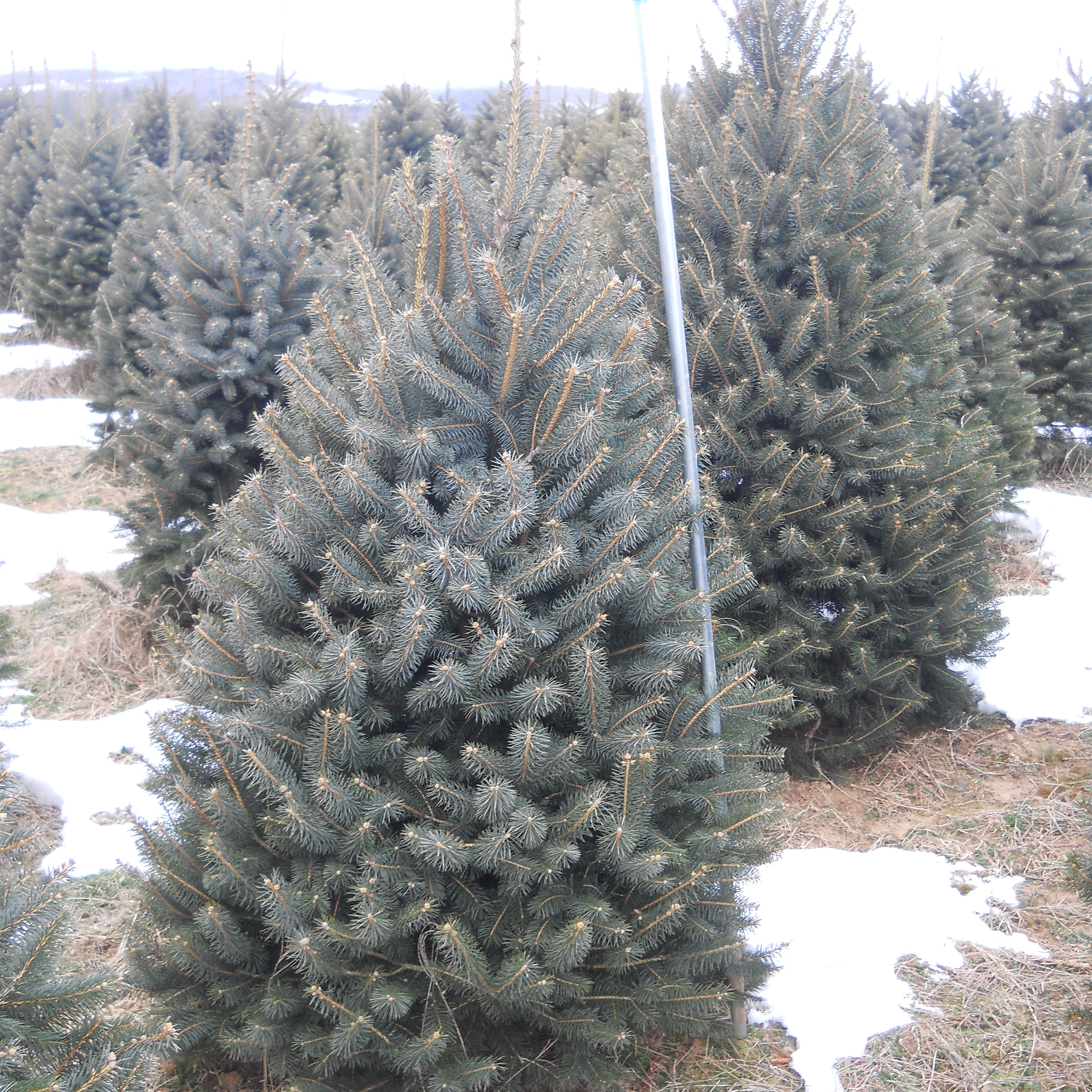 Wholesale Colorado Blue Spruce Christmas Tree