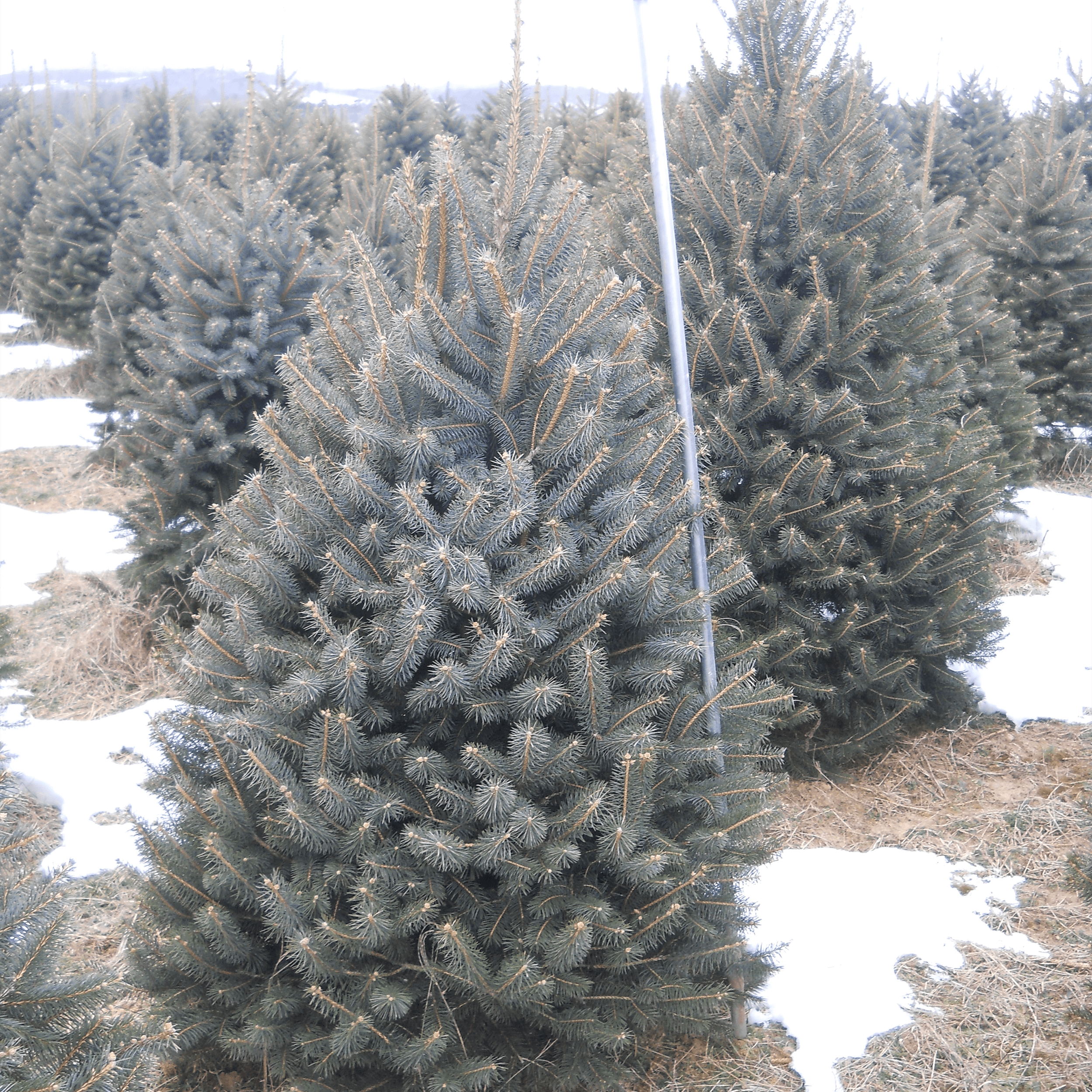 Colorado_Blue_Spruce_11.png Wishon Evergreens