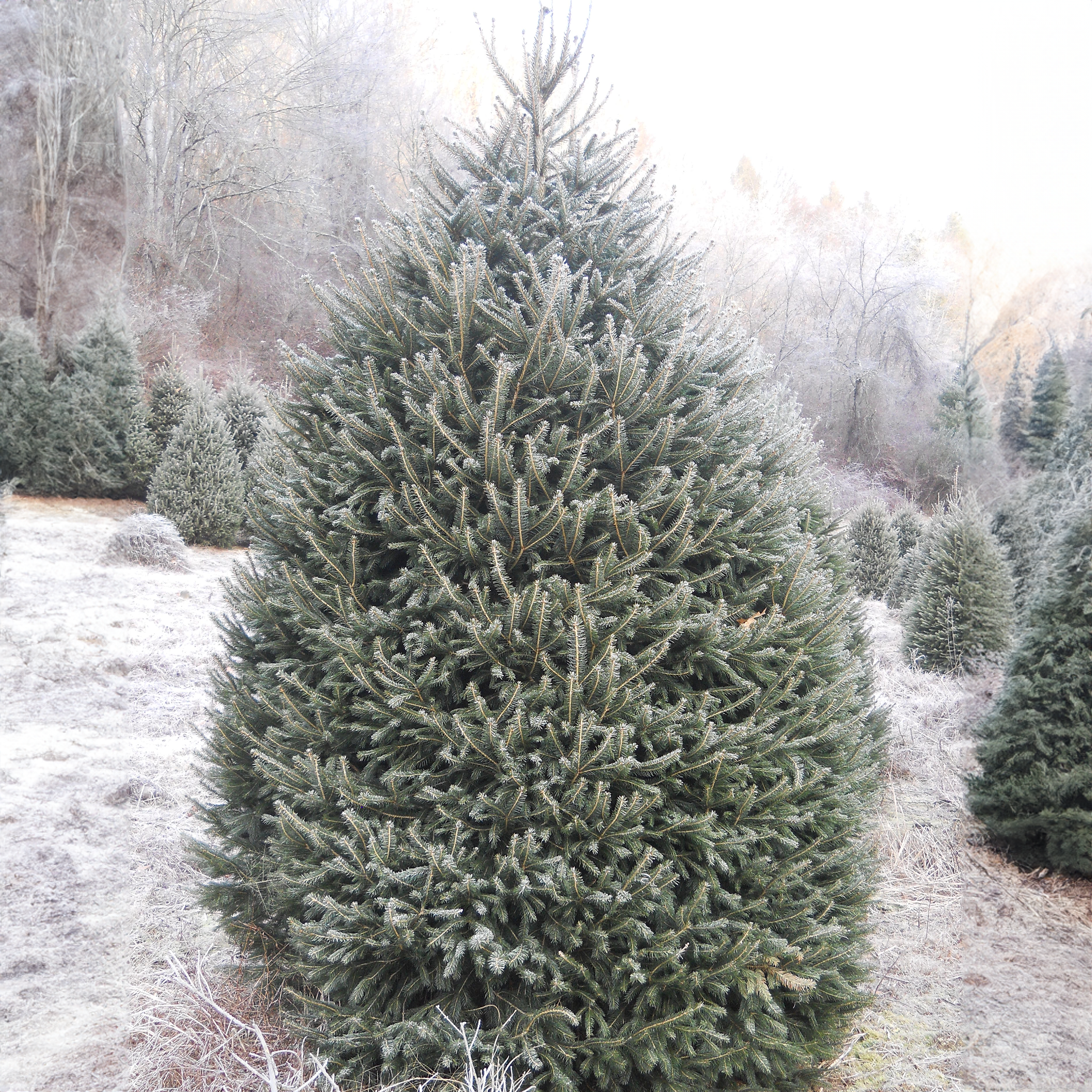 Norway_Spruce_11.png Wishon Evergreens