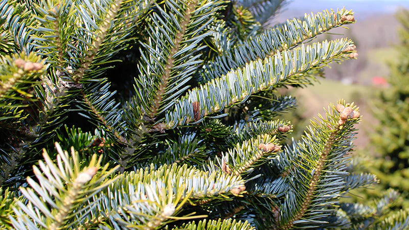 Quality169.webp Wishon Evergreens