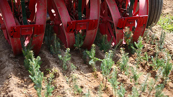 Sustainability169_327c4dbe-48d3-4769-9962-60f353e8a8b0.webp Wishon Evergreens
