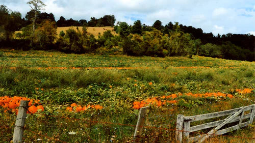 SustainableFarm169.webp Wishon Evergreens