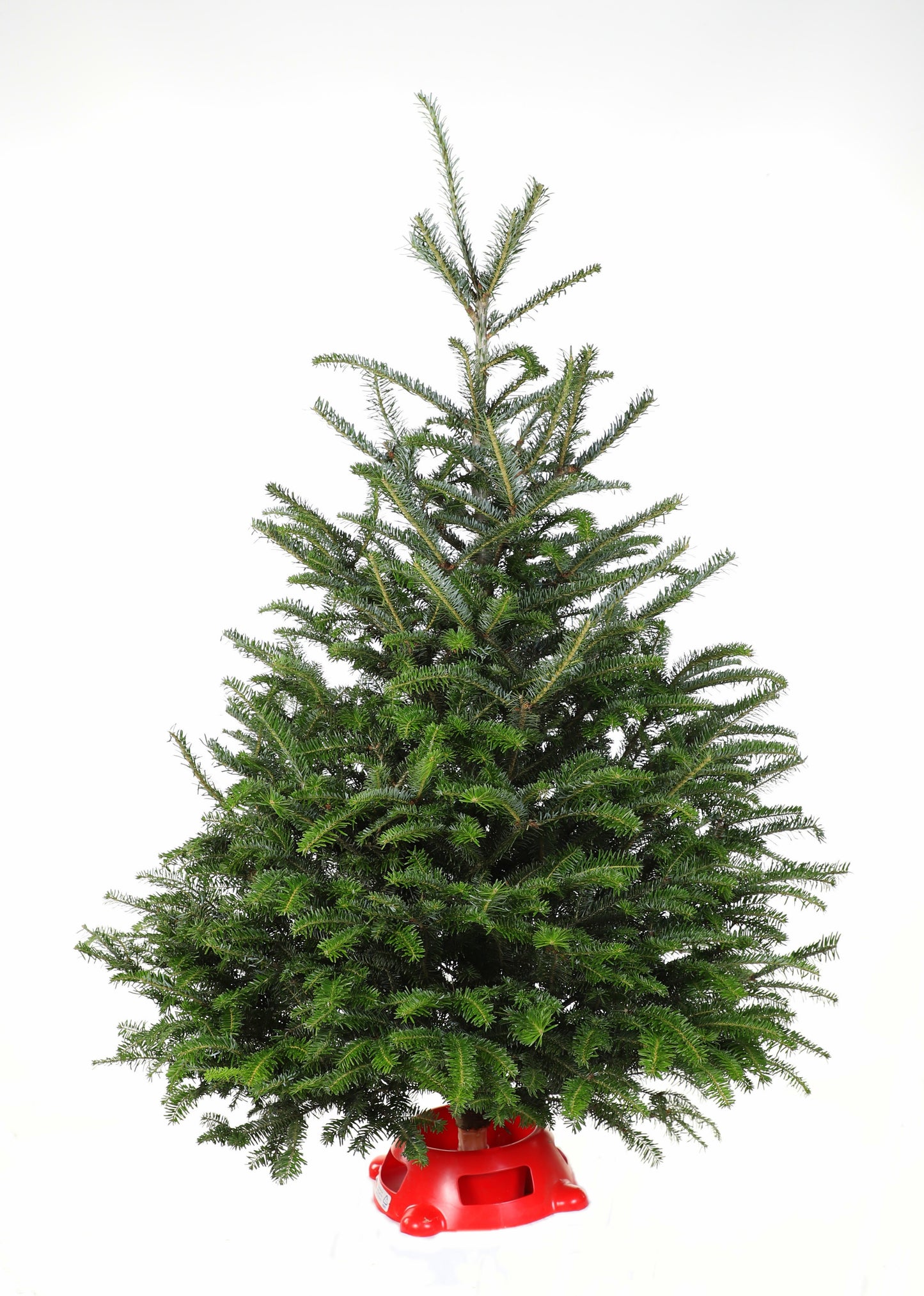 Fresh 3 - 4 ft Fresh-Cut Premium-Grade Table Top Fraser Fir Christmas Tree