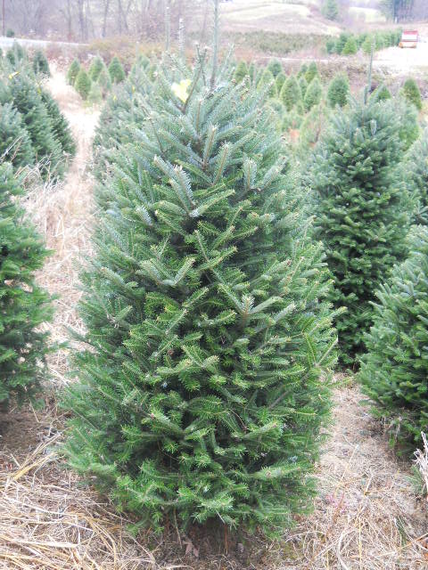 4 - 5 Ft Real Christmas Tree Delivery - Fraser Fir |  FREE Shipping