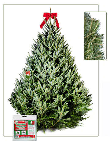 Box Fir Tree Ultimate Boxwood Collection