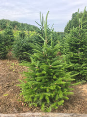 Fresh 3 - 4 ft Fresh-Cut Premium-Grade Table Top Fraser Fir Christmas Tree