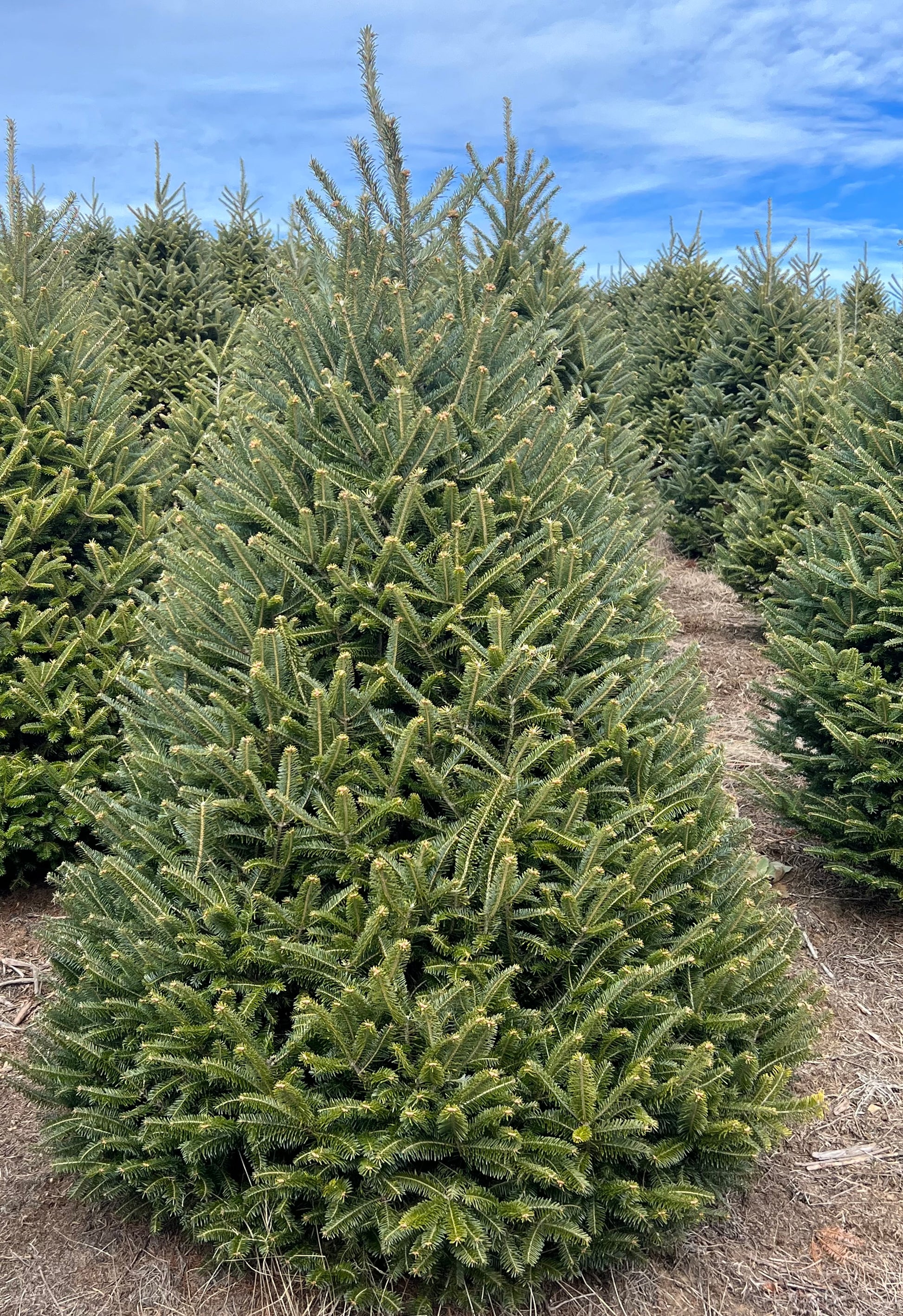 6 - 7 Ft Real Christmas Tree Delivery - Fraser Fir | Wishon Evergreens