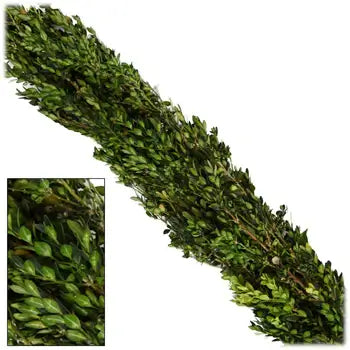 Ultimate Boxwood Collection