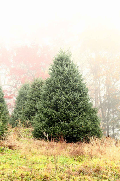 Fresh-Cut Premium-Grade Fraser Fir Christmas Tree