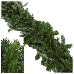 Ultimate Fraser Fir Collection
