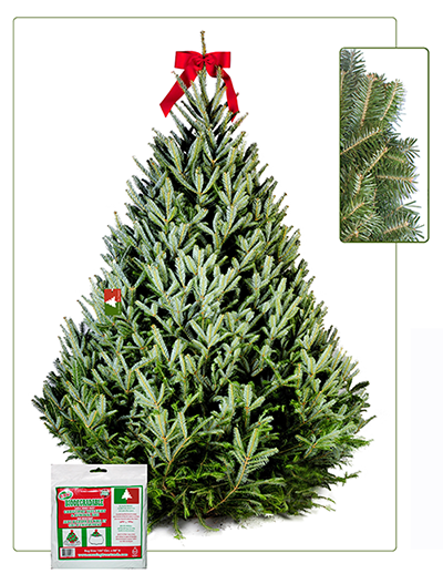 Fresh-Cut Premium-Grade Fraser Fir Christmas Tree